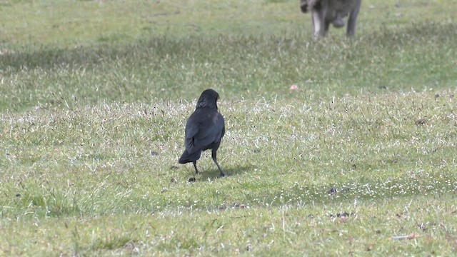 Cuervo Australiano - ML644429140