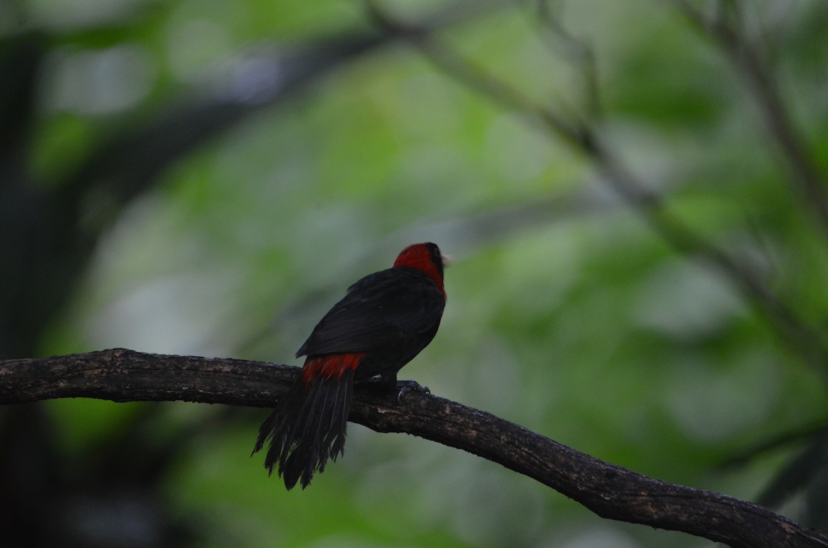 Crimson-collared Tanager - ML644429142