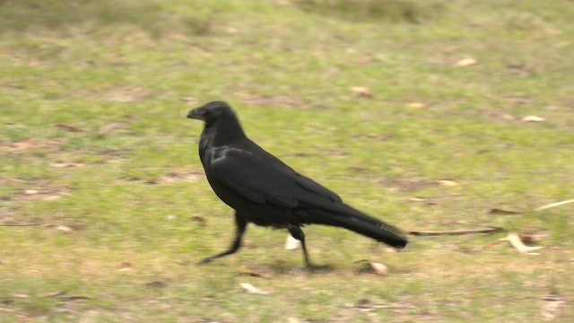 Cuervo Australiano - ML644429144