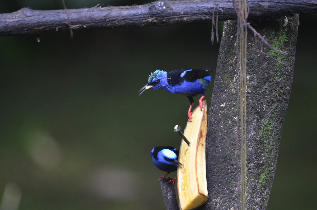 Red-legged Honeycreeper - ML644429146