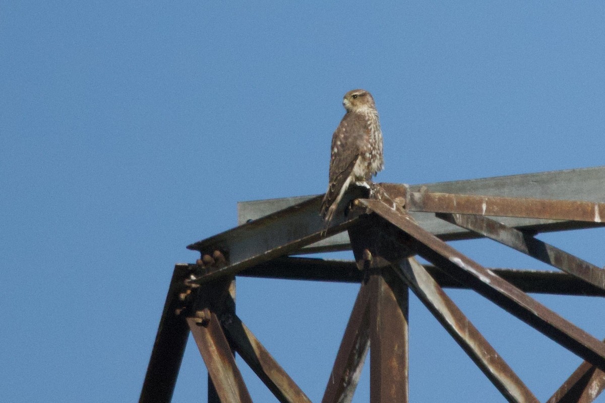 Merlin (Taiga) - ML644429150