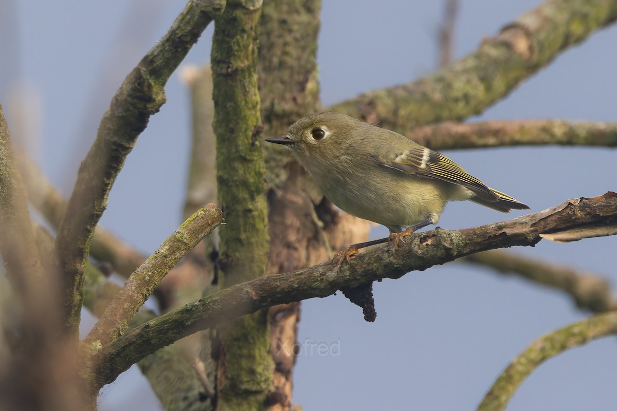 Ruby-crowned Kinglet - ML644429151