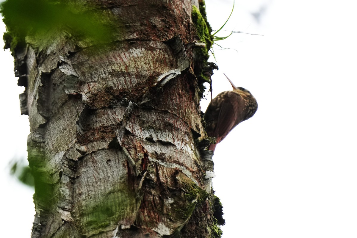 Grimpar brun - ML644429152