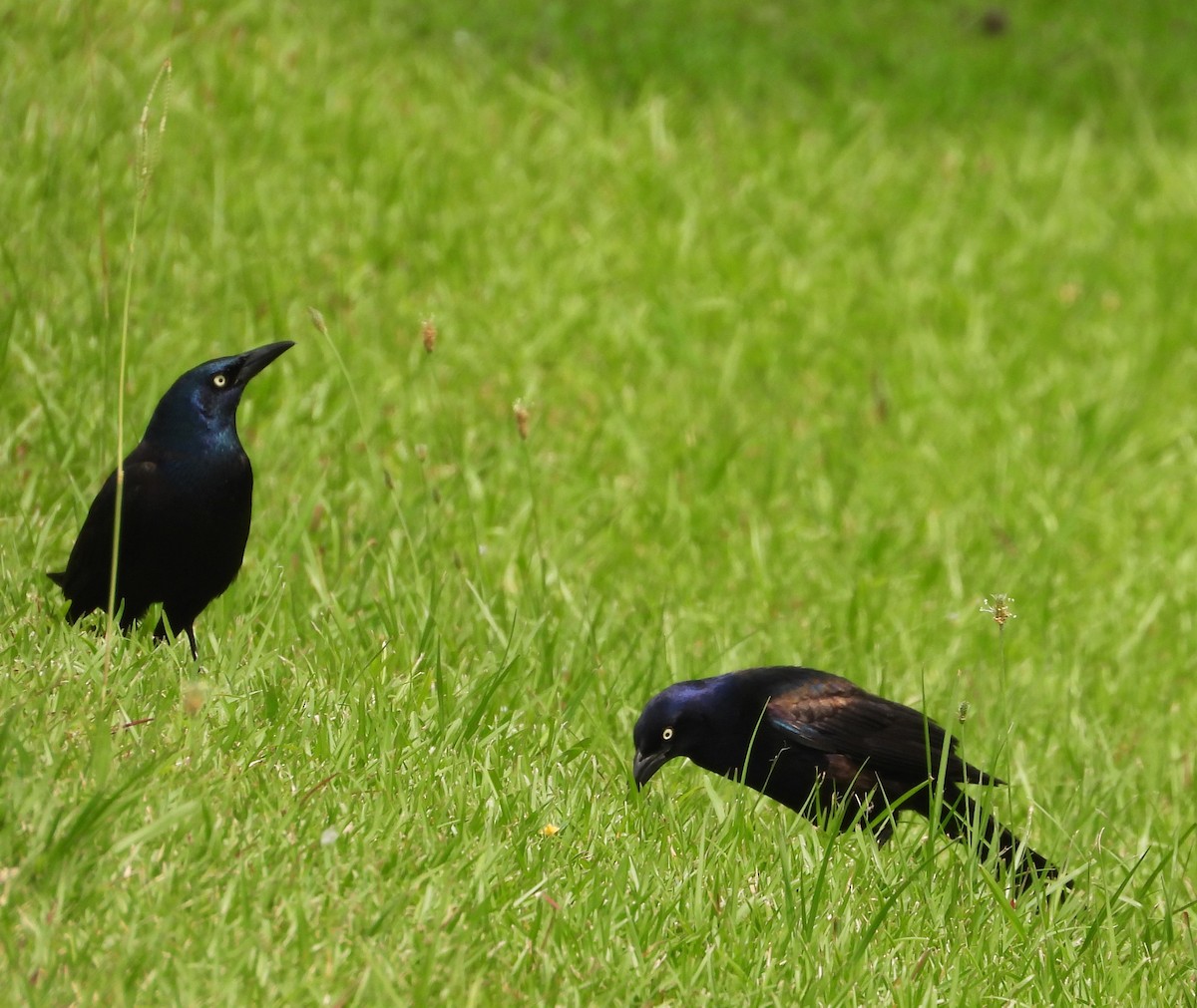 Common Grackle - ML644429153