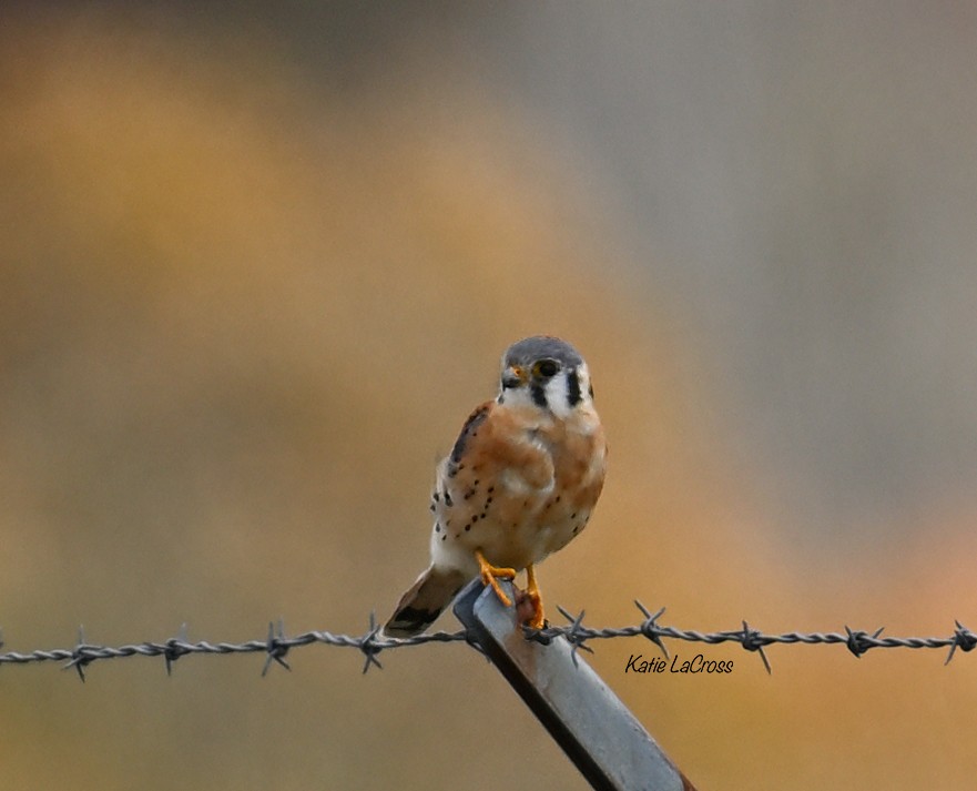 spurvefalk - ML644429174