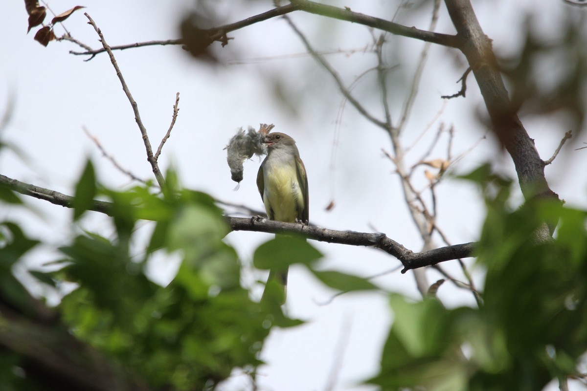 Brown-crested Flycatcher - ML644429181