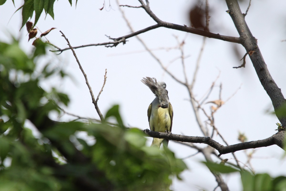 Brown-crested Flycatcher - ML644429182