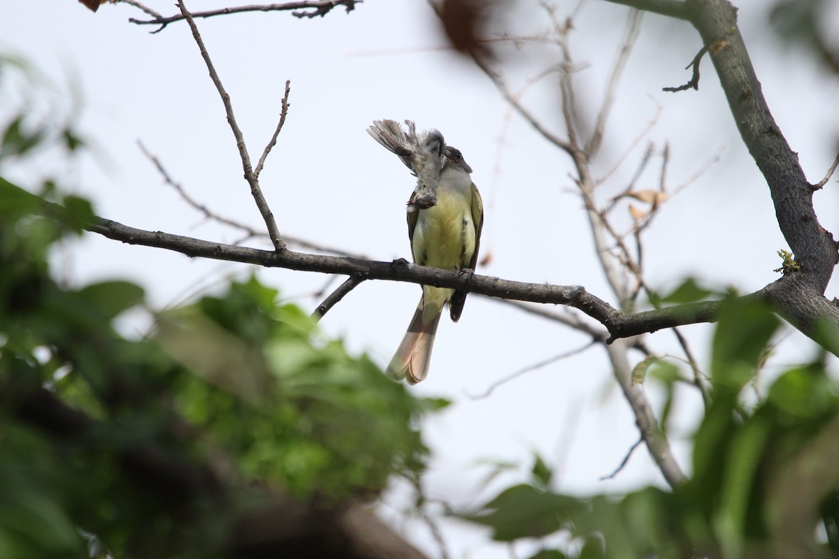 Brown-crested Flycatcher - ML644429183