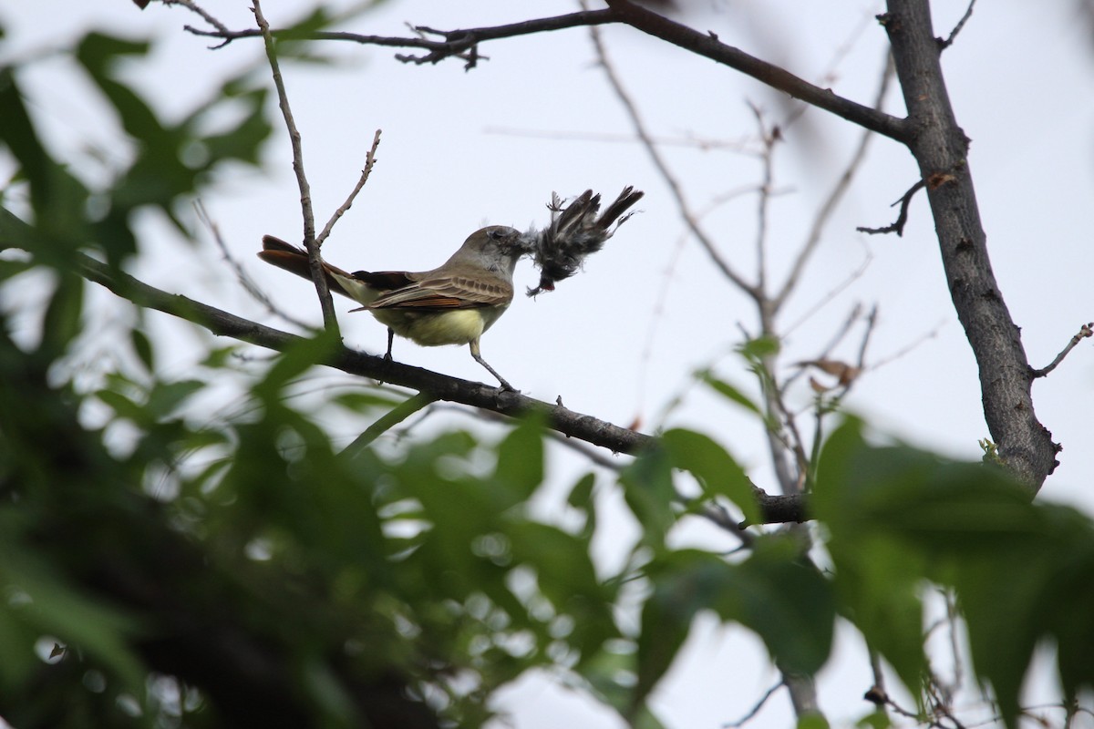 Brown-crested Flycatcher - ML644429184