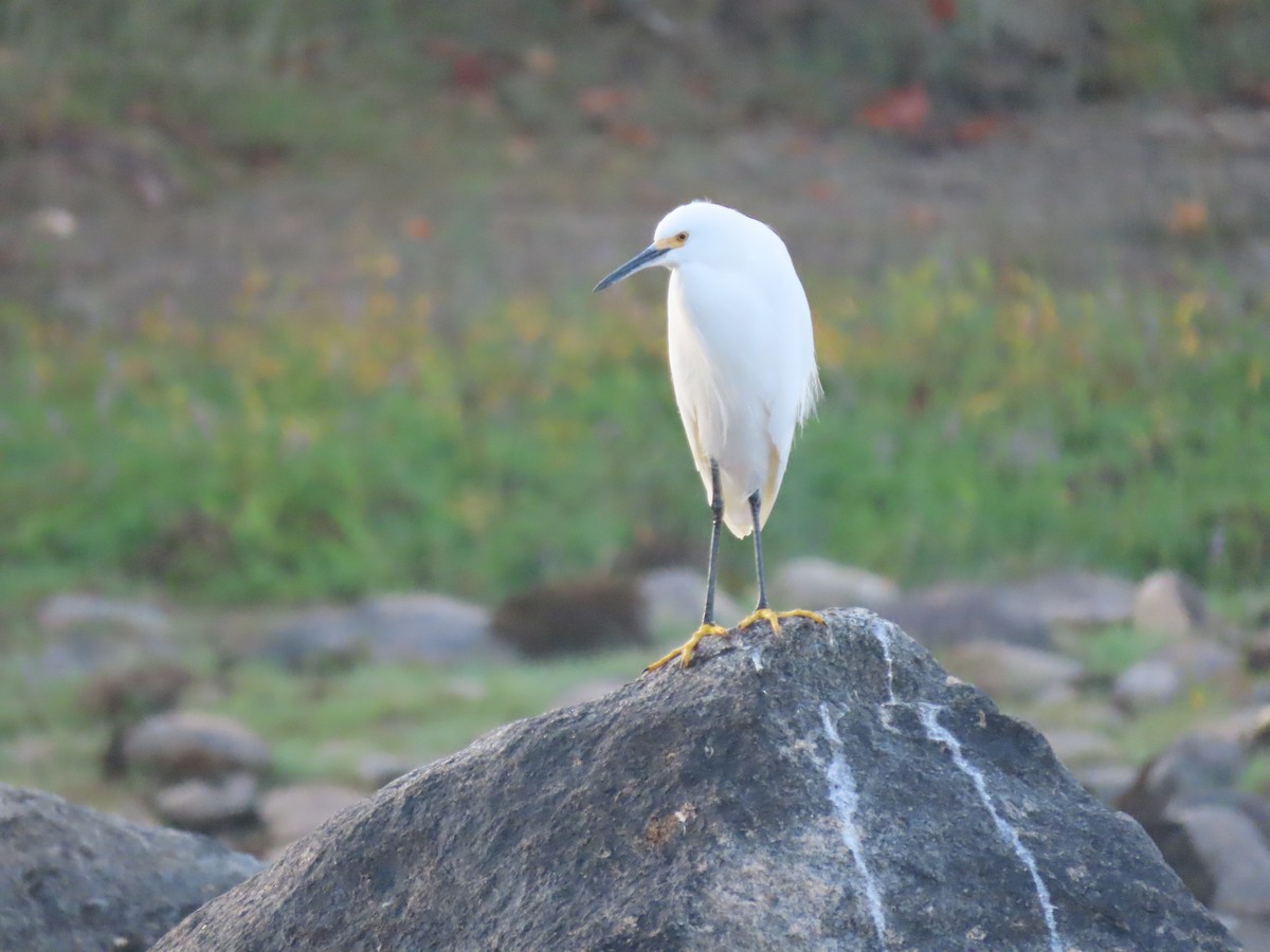 Snowy Egret - ML644429188