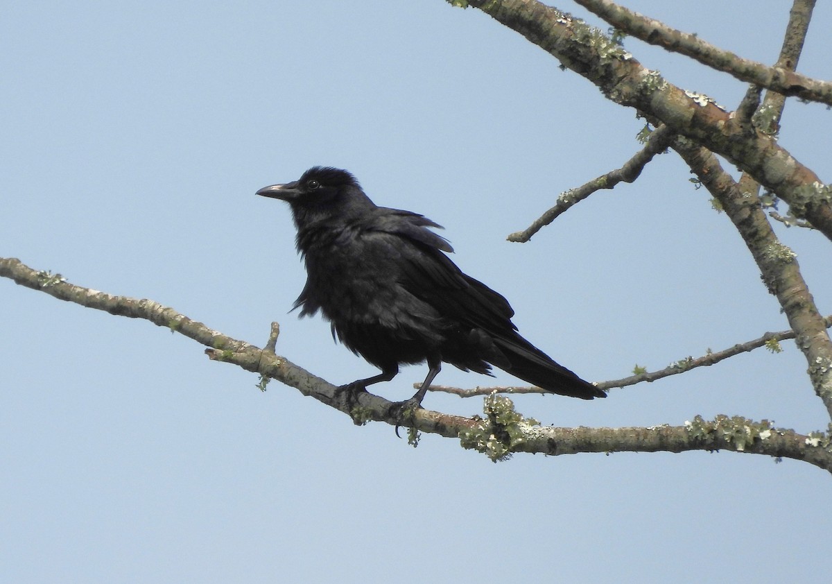 Balıkçı Karga - ML644429192