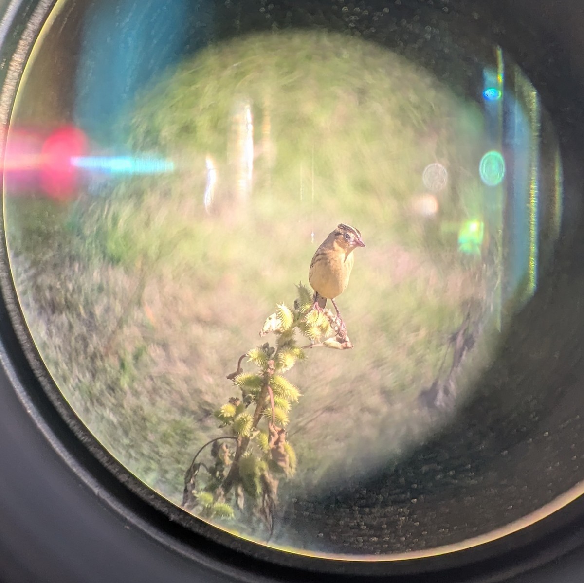 Bobolink - ML644429217