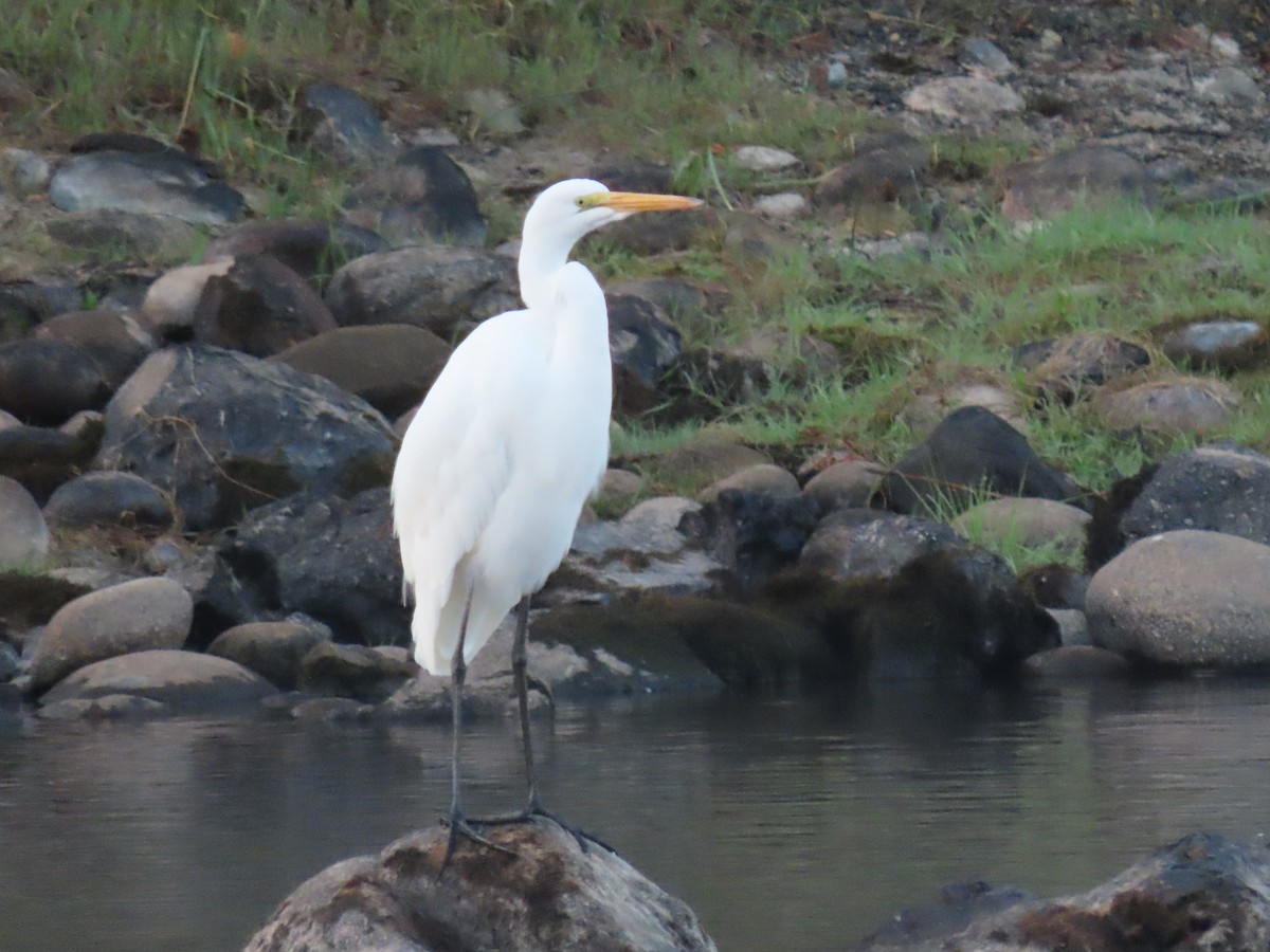 Great Egret - ML644429221