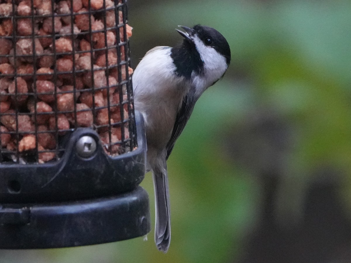 Black-capped Chickadee - ML644429238