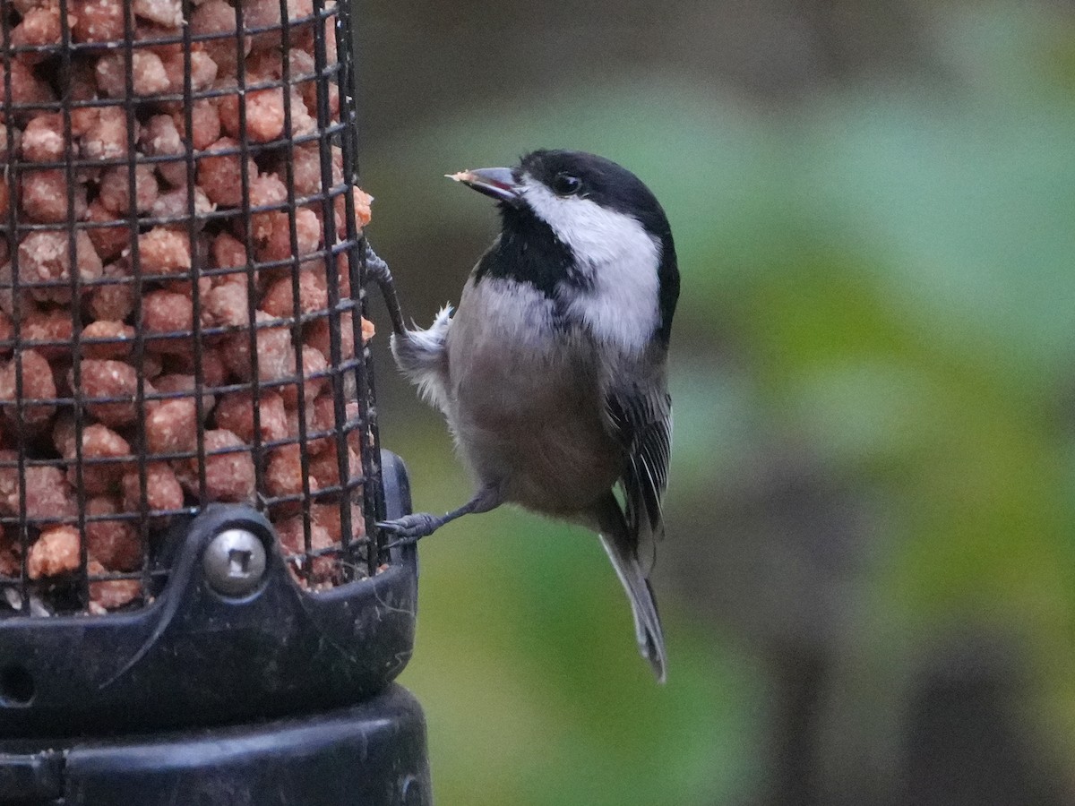 Black-capped Chickadee - ML644429239