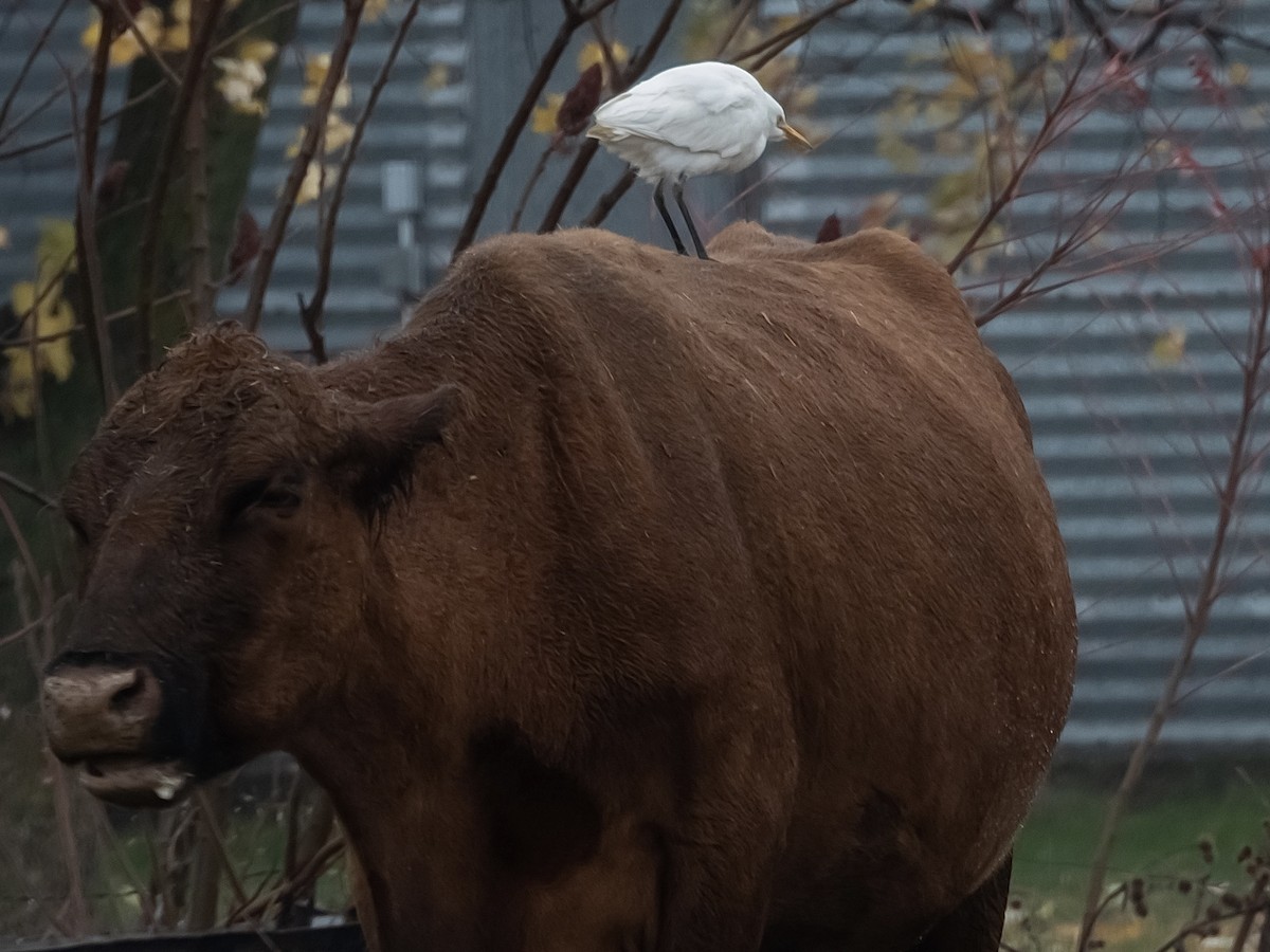 Kuhreiher - ML644429241