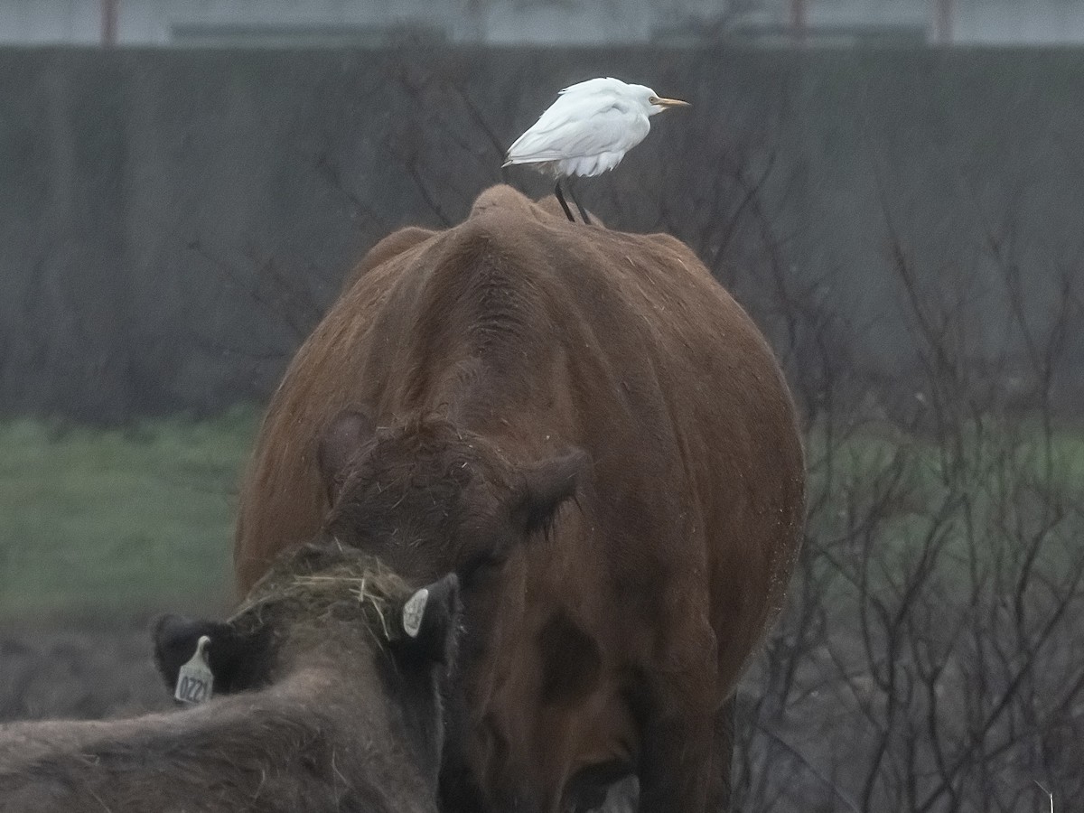 Kuhreiher - ML644429242