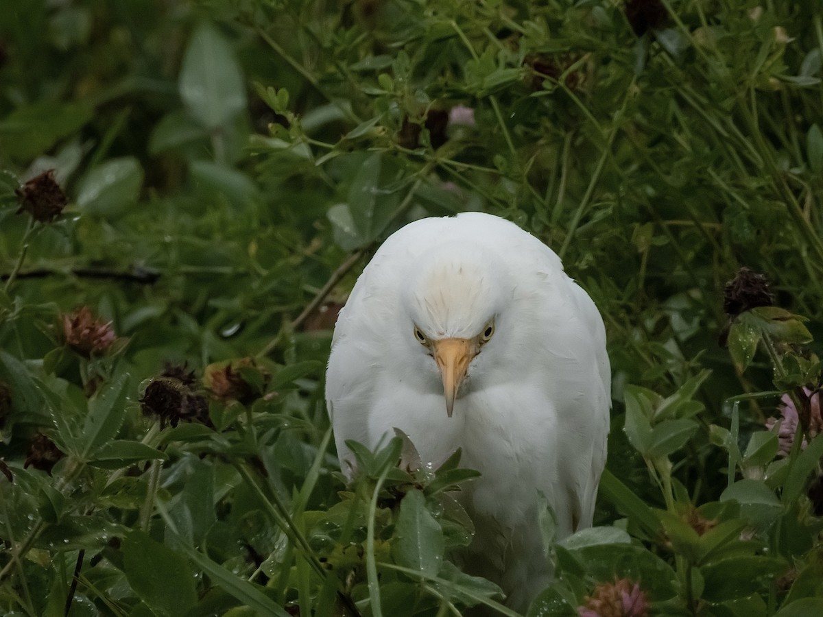 Kuhreiher - ML644429244