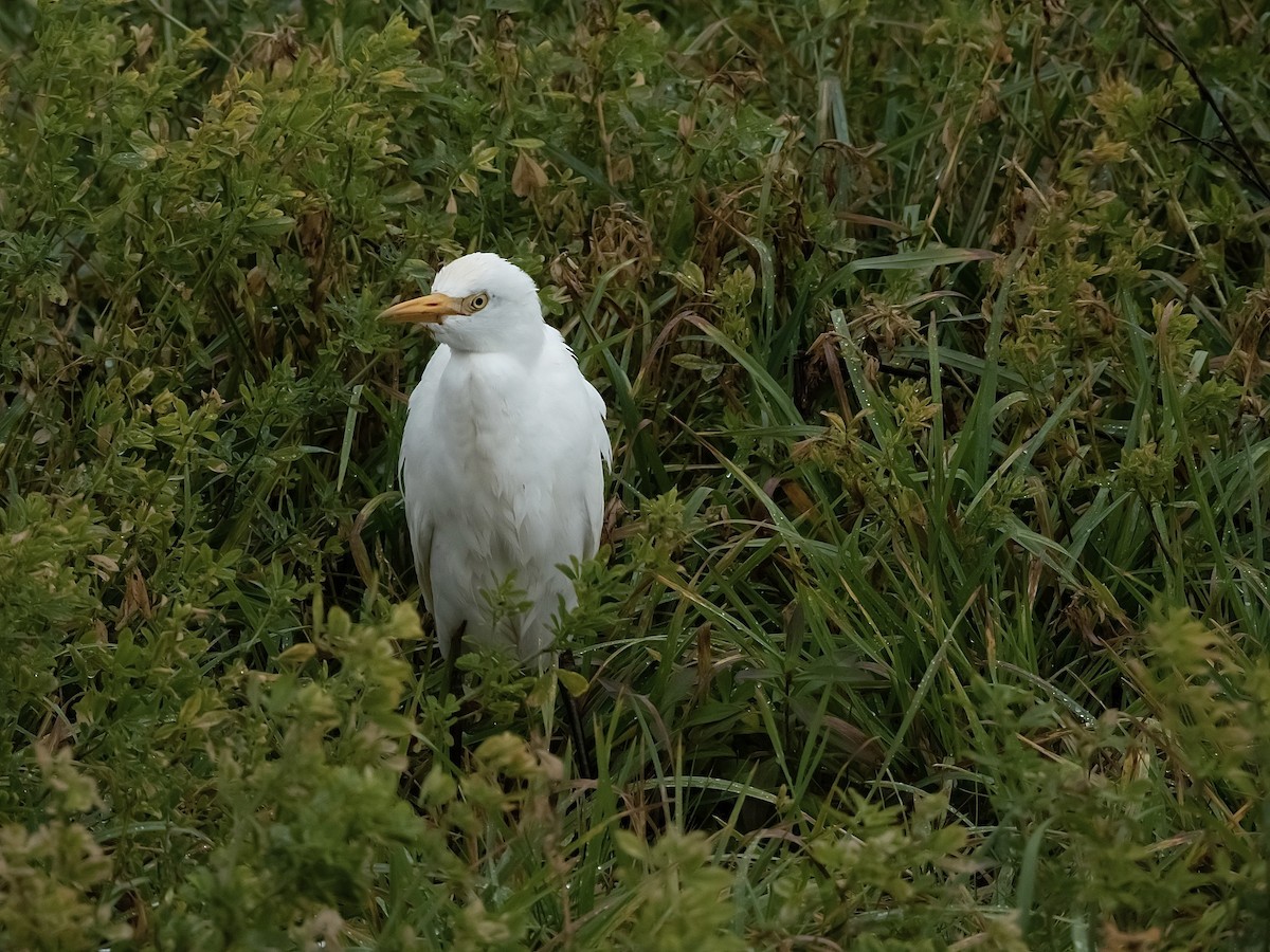 Kuhreiher - ML644429245