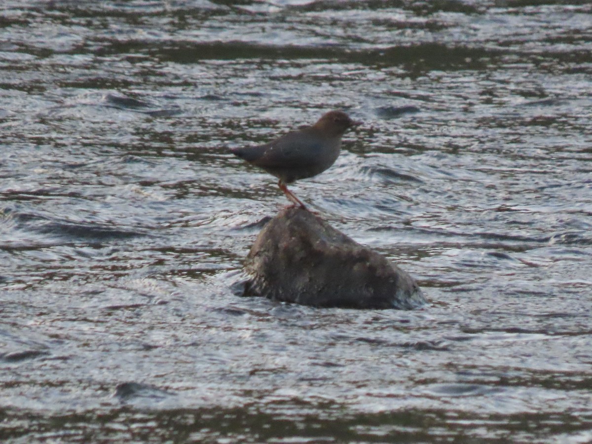 gråfossekall - ML644429252