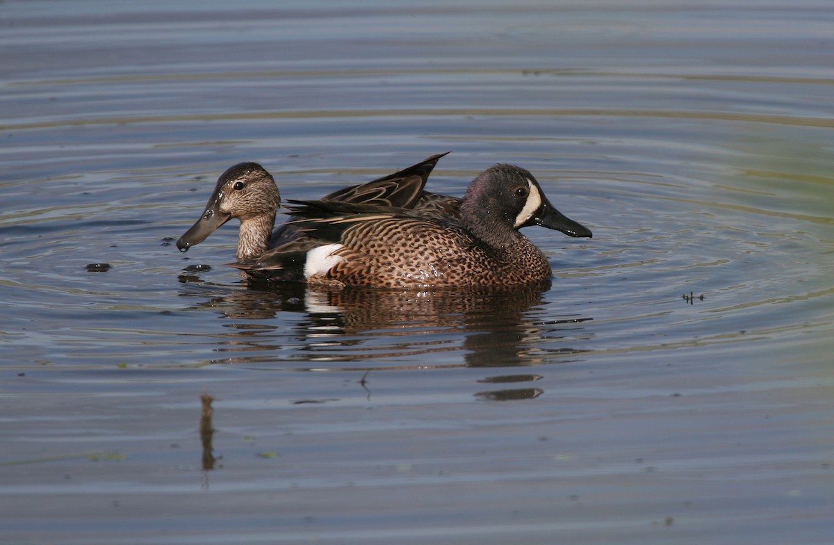 Mavi Kanatlı Ördek - ML644429255