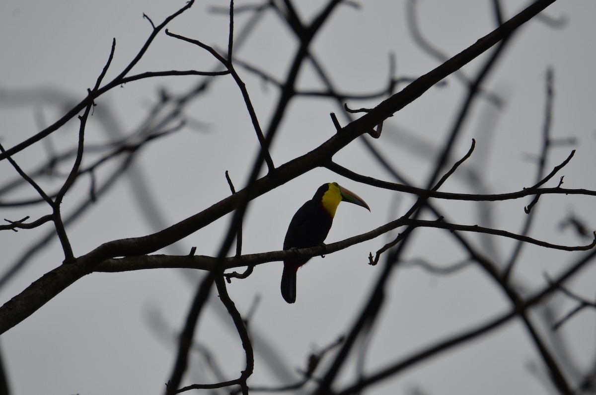 Радужный тукан - ML644429259