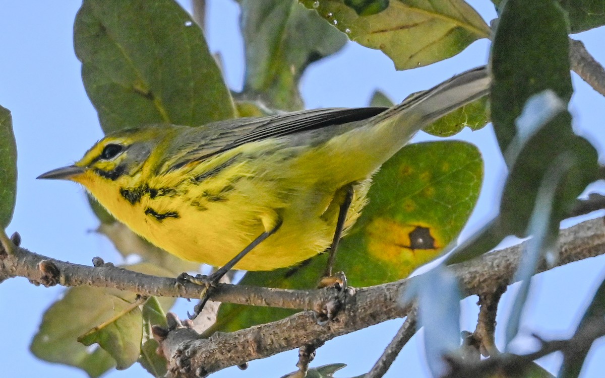 Paruline des prés - ML644429261