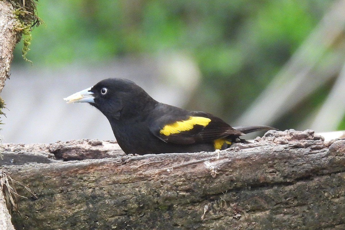 キンバネツリスドリ - ML644429266