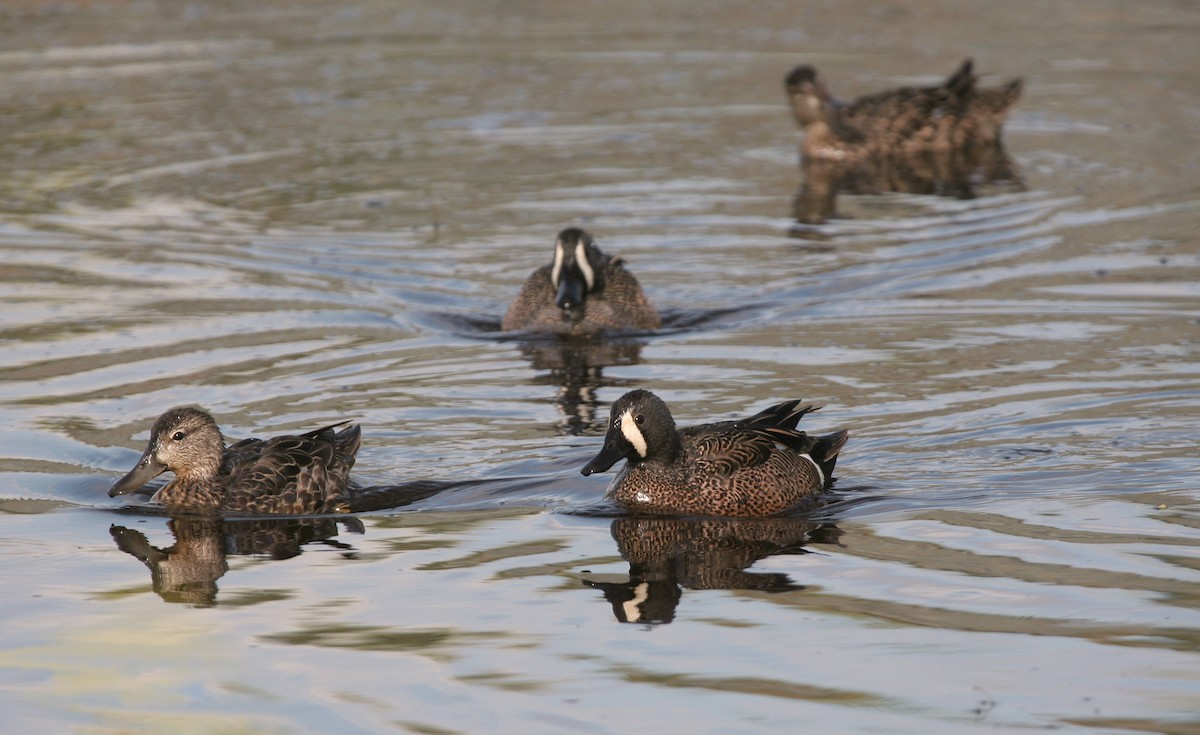 Mavi Kanatlı Ördek - ML644429268