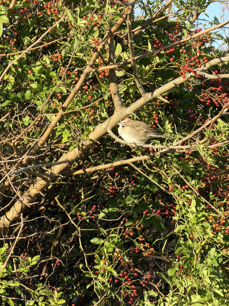 Lark Sparrow - ML644429282
