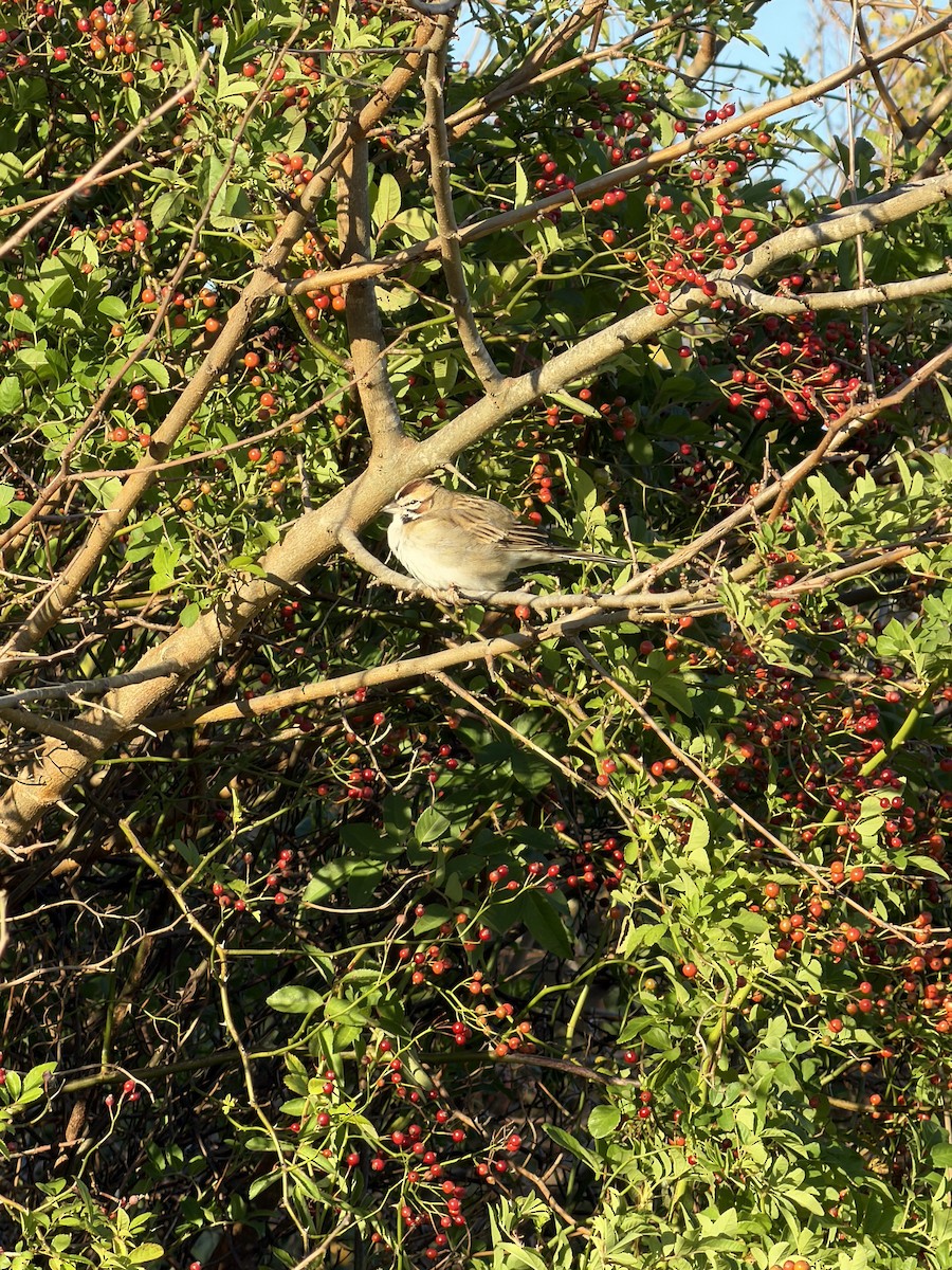 Lark Sparrow - ML644429283