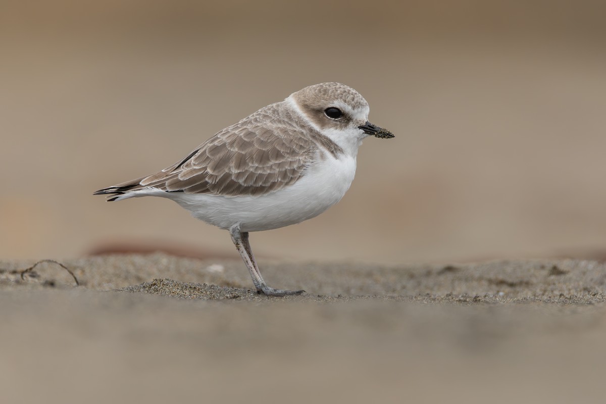 Snowy Plover - ML644429284
