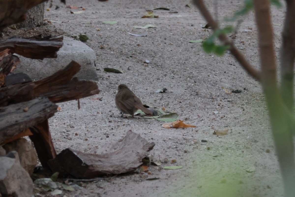 Terrestrial Brownbul - ML644429290