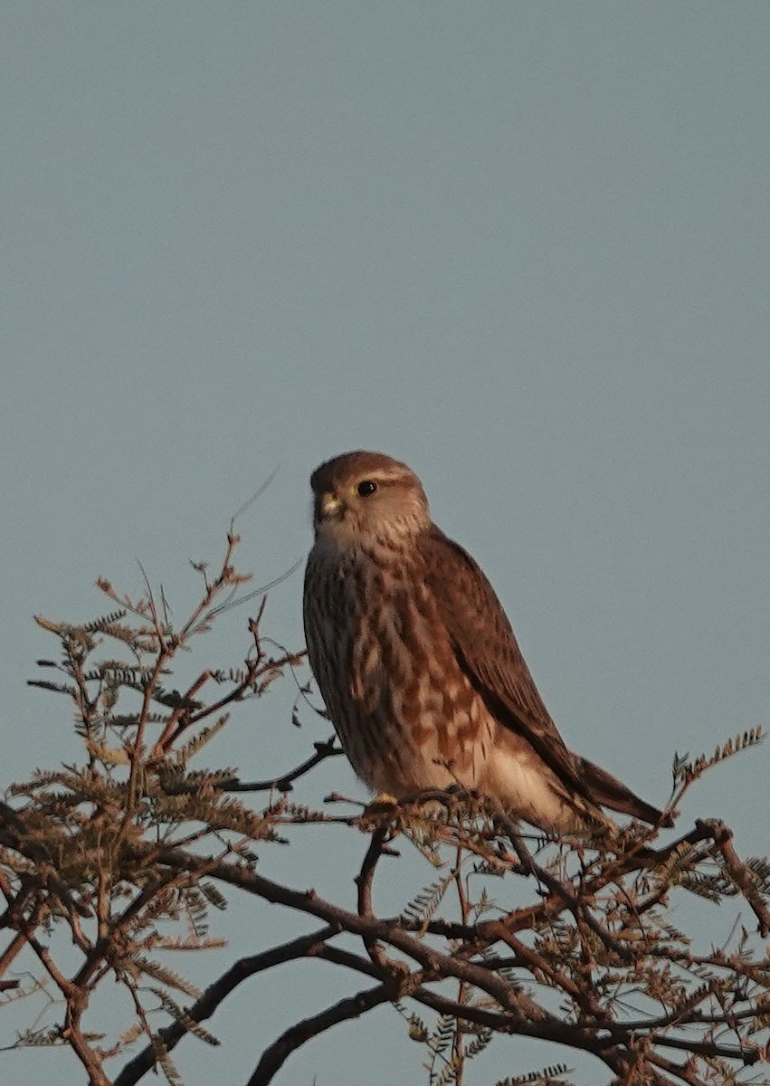 Merlin - ML644429292