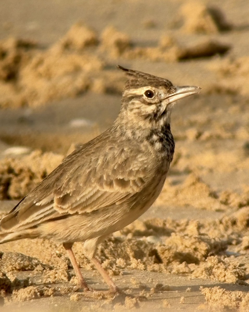 עפרוני מצויץ - ML644429301