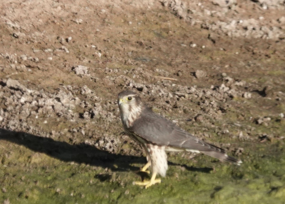 Merlin - ML644429302