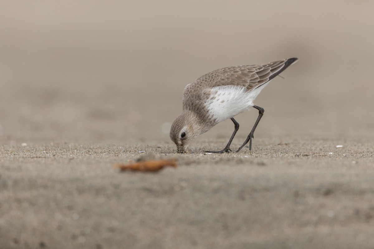 myrsnipe - ML644429323