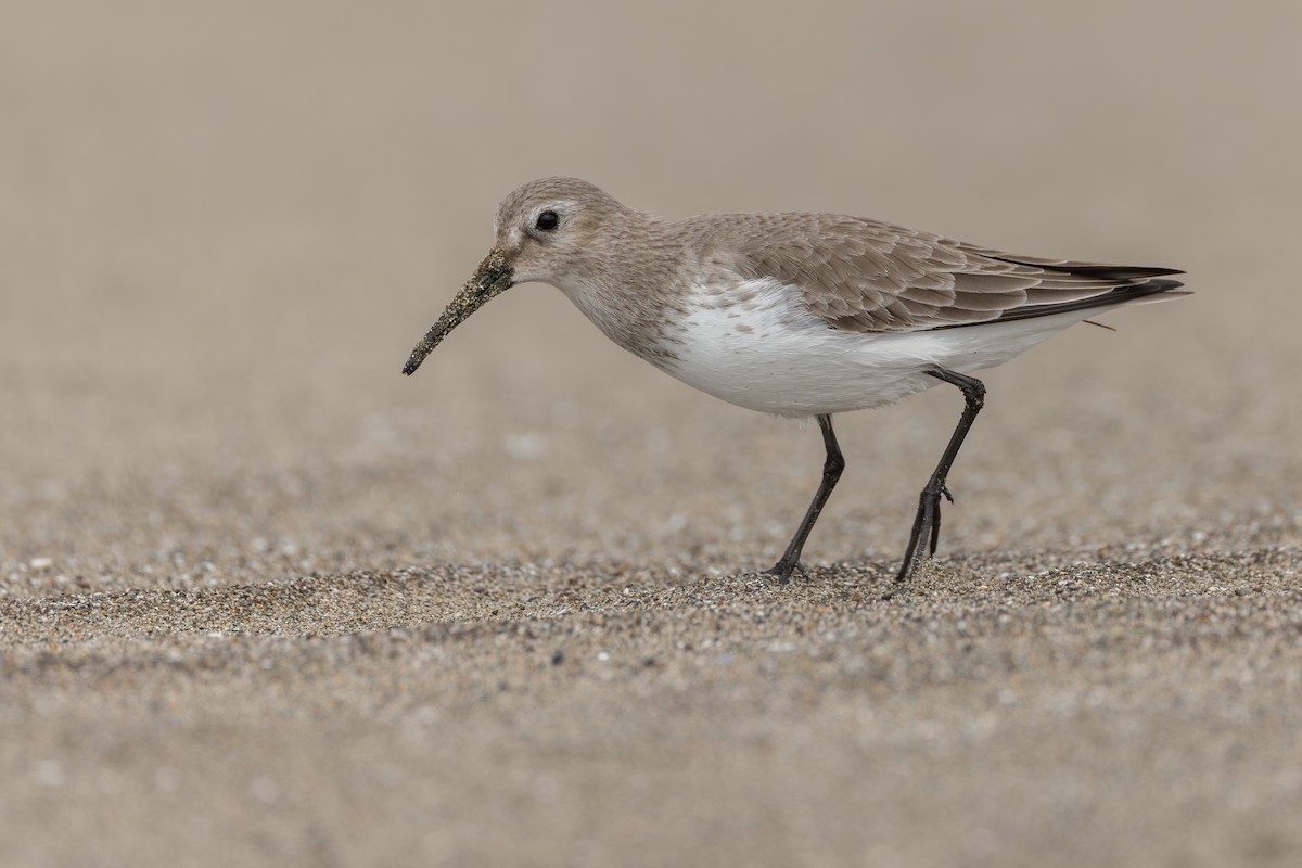 myrsnipe - ML644429324