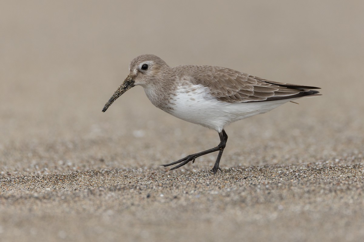 myrsnipe - ML644429325