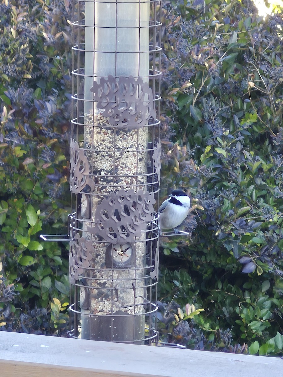 Carolina Chickadee - ML644429326