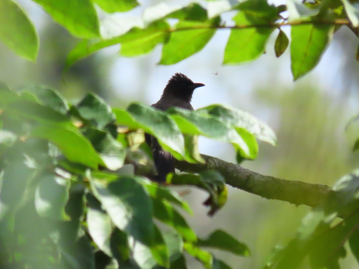 בולבול אפריקני - ML644429344