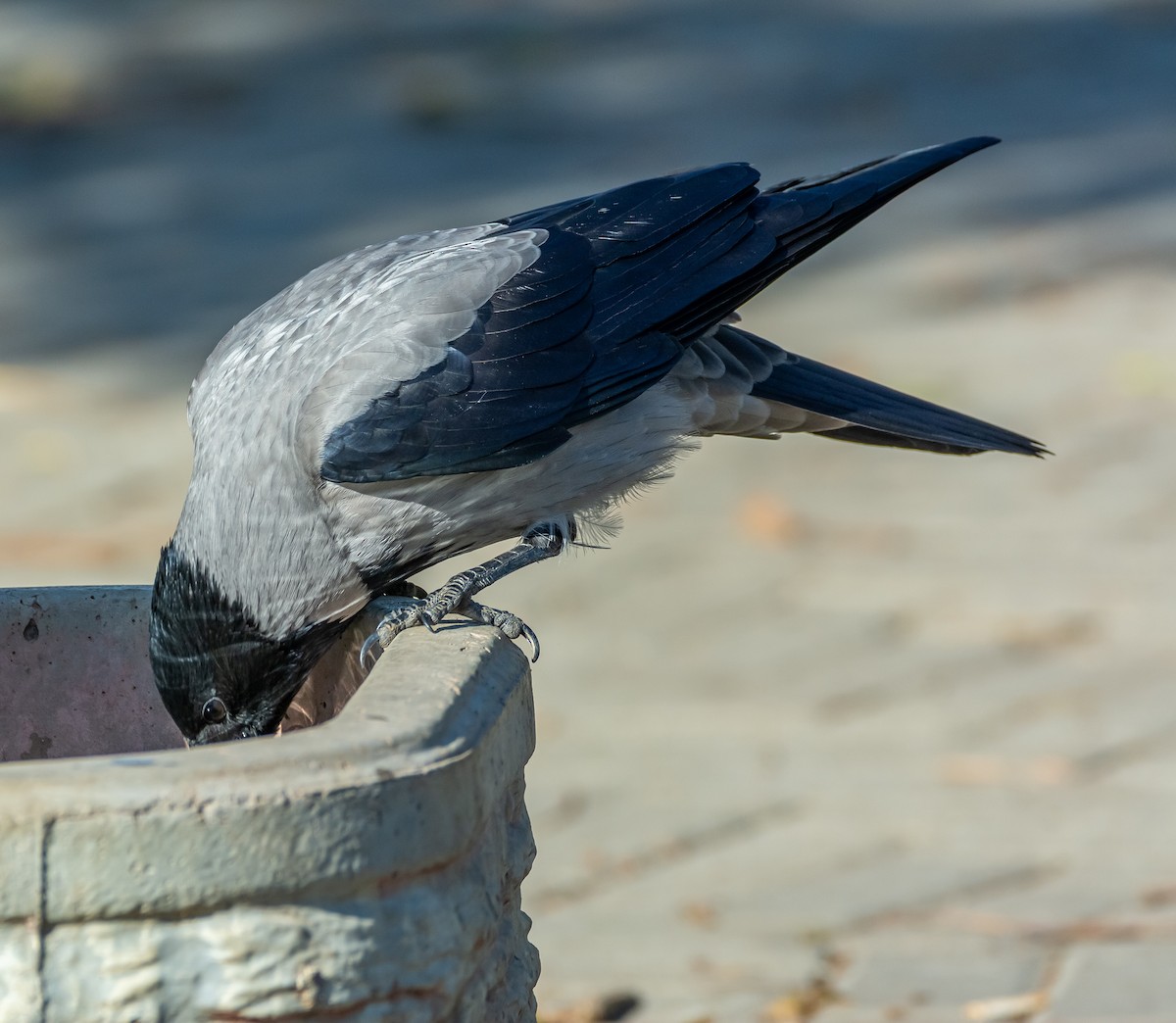 Саарал хэрээ - ML644429345