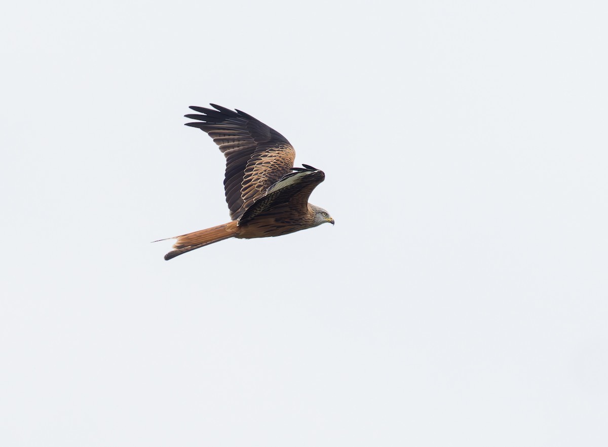 Red Kite - ML644429346