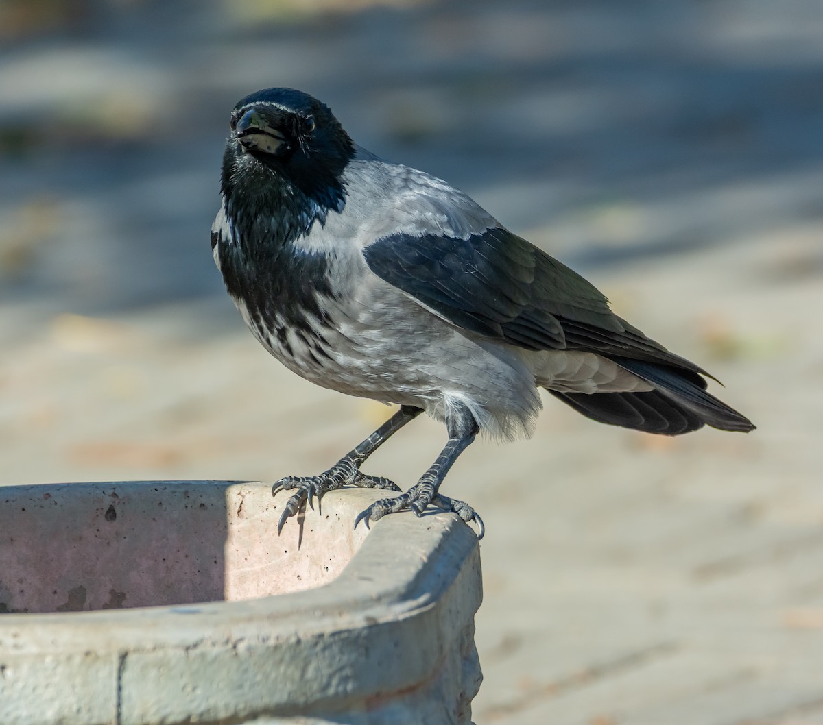 Саарал хэрээ - ML644429347