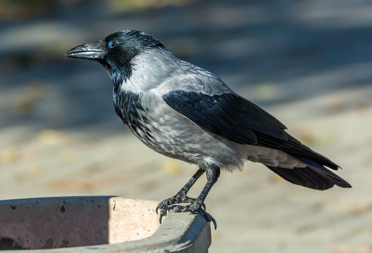 Саарал хэрээ - ML644429348