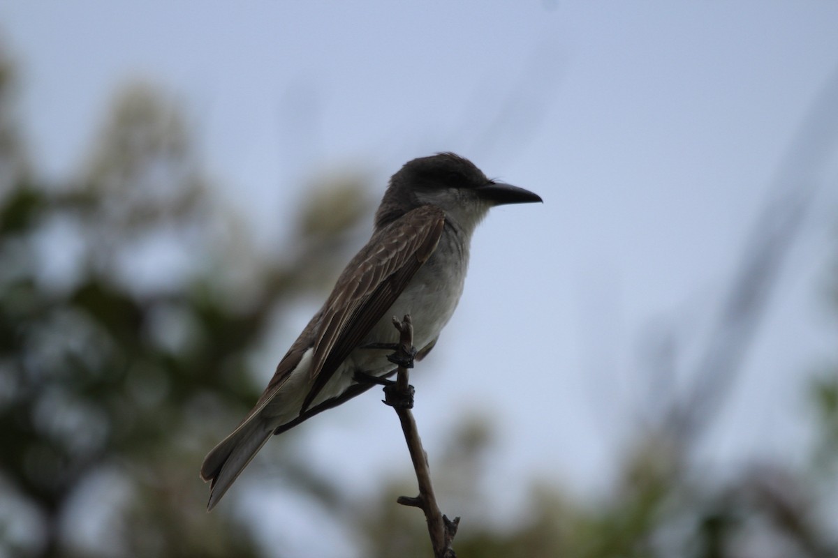 Gray Kingbird - ML644429350