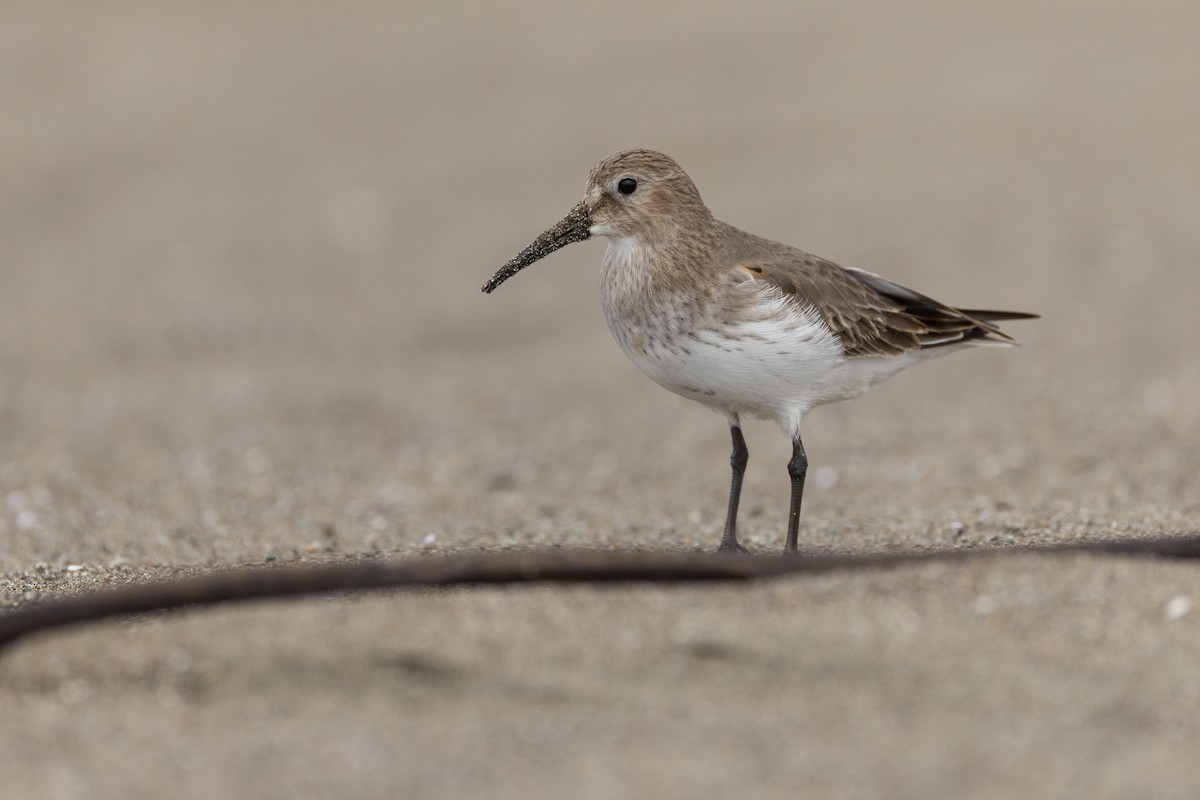 myrsnipe - ML644429352