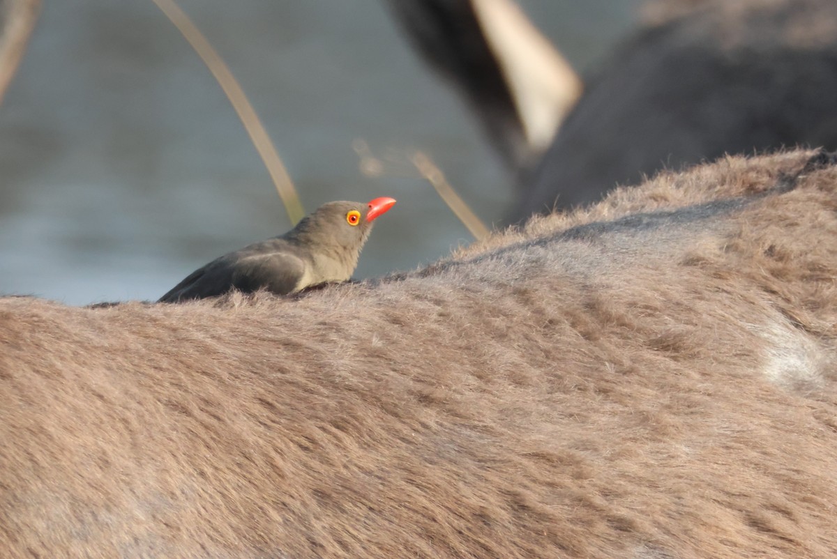Red-billed Oxpecker - ML644429358