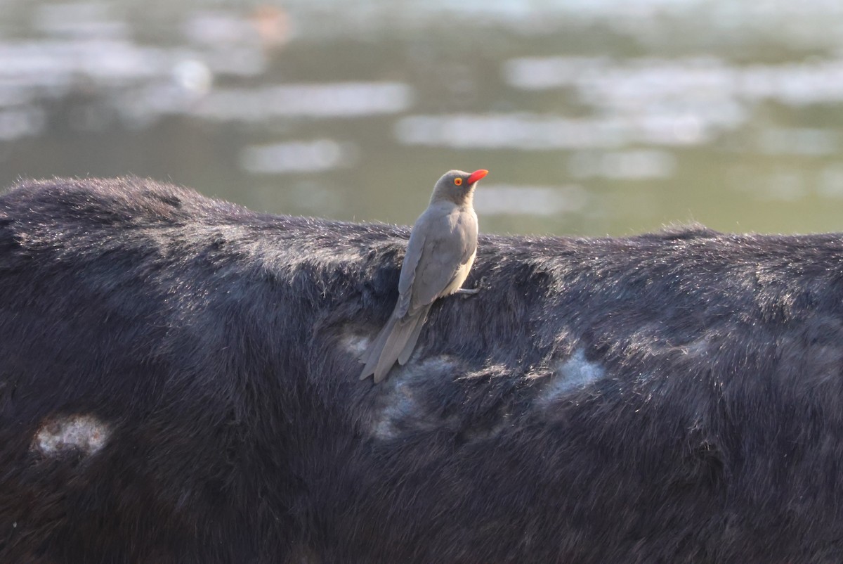 Red-billed Oxpecker - ML644429359