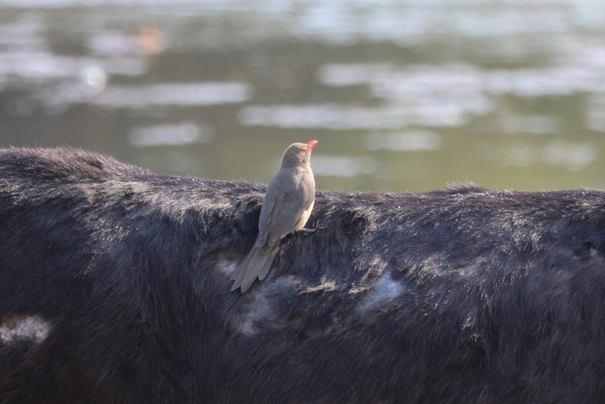 Red-billed Oxpecker - ML644429360